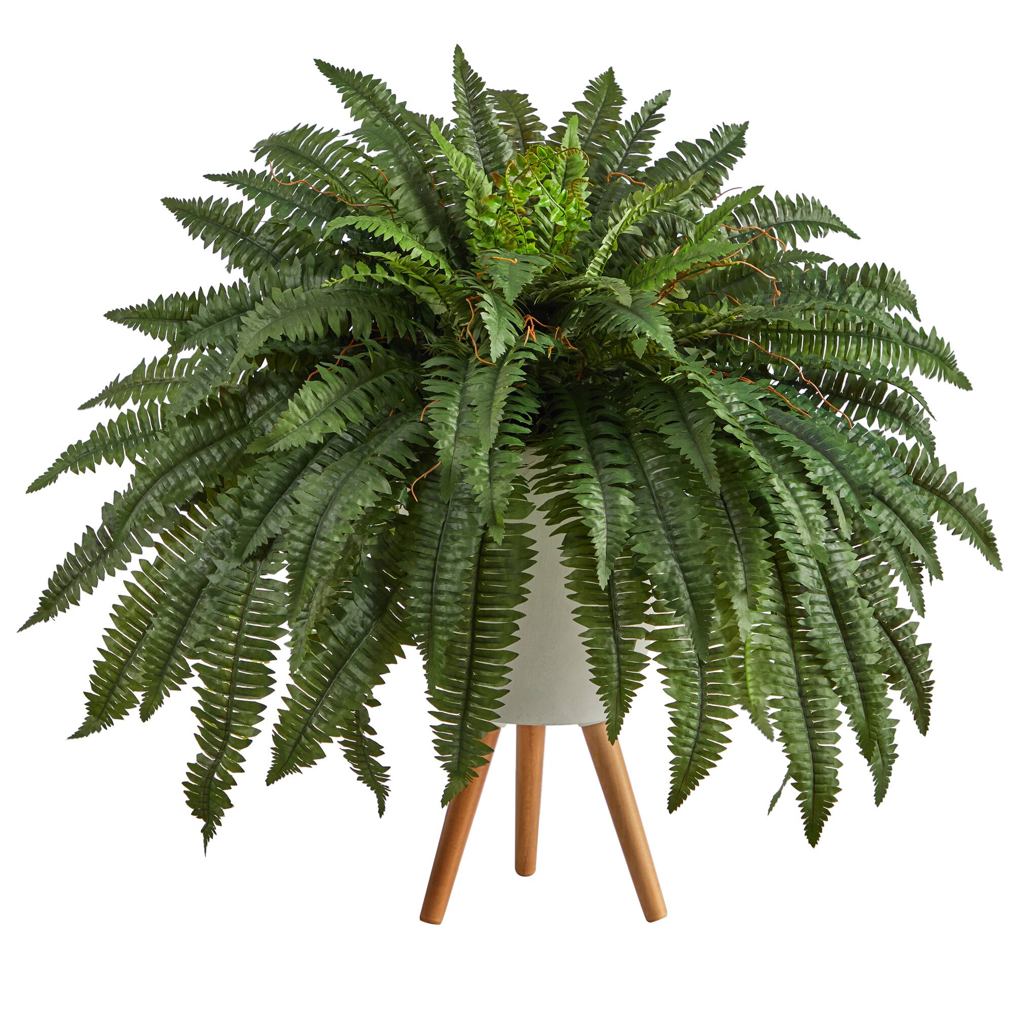 2.5ft. Boston Fern in White Planter with Legs